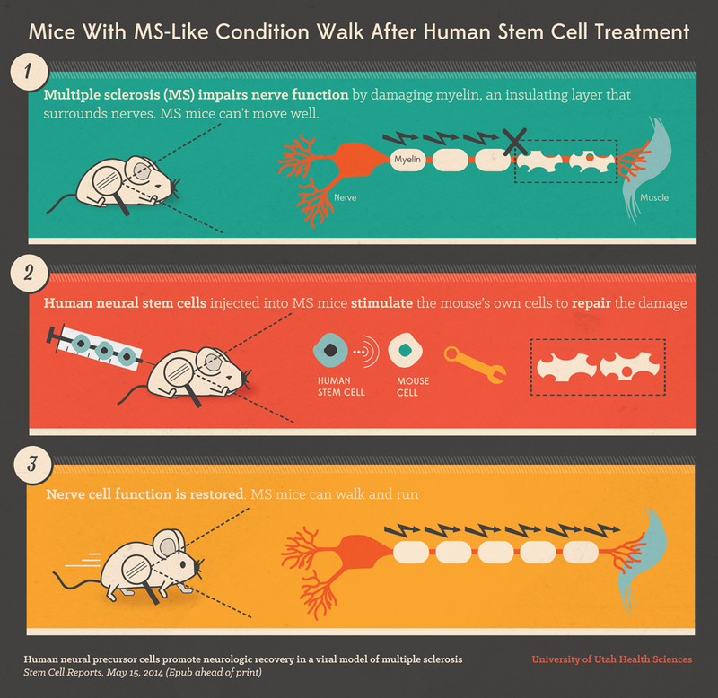 Illustration for article titled "Surprising" Breakthrough in Multiple Sclerosis Mouse Study